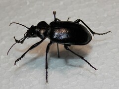 Calosoma marginale