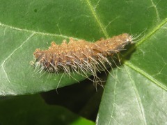 Thaumetopoea processionea