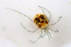 Hydrachnidia
