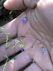 Campanula divaricata