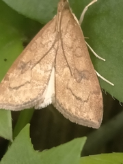 Udea profundalis