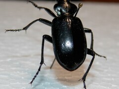 Calosoma marginale