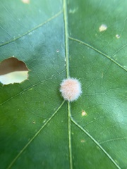 Druon quercusflocci