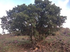 Quercus chihuahuensis