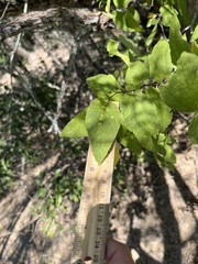 Celtis reticulata