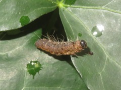 Thaumetopoea processionea