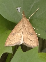 Udea profundalis