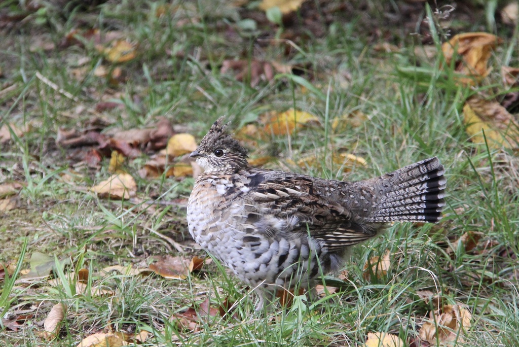 Ruffed Grouse from Killbear Provincial Park, Carling, ON, CA on ...