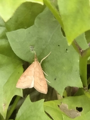 Udea profundalis