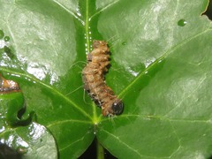 Thaumetopoea processionea