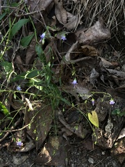 Campanula divaricata
