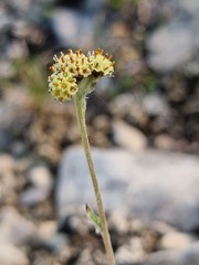 Antennaria densifolia