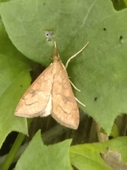 Udea profundalis