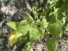 Celtis reticulata