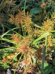 Cyperus odoratus