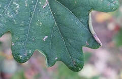 Lyonetia clerkella