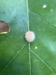 Druon quercusflocci