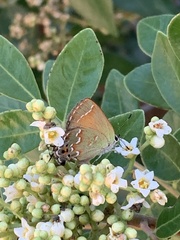 Callophrys gryneus