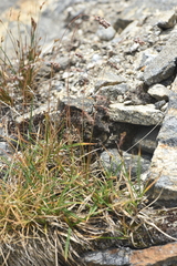 Luzula spicata