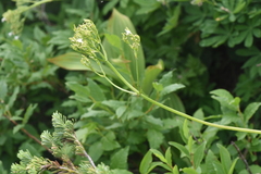 Valeriana sitchensis