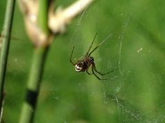Frontinellina frutetorum