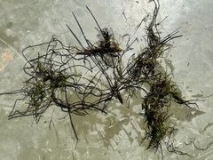 Potamogeton pusillus