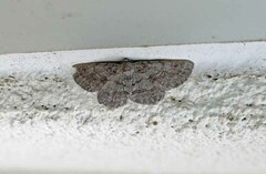 Iridopsis vellivolata
