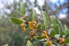 Azara integrifolia