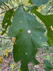 Druon quercusflocci
