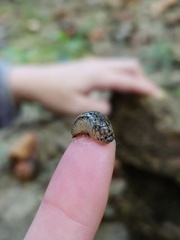 Philomycus carolinianus