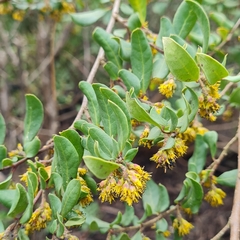 Azara integrifolia