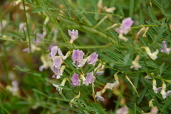 Astragalus miser