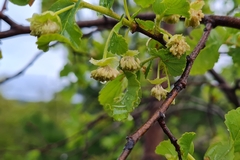 Nothofagus glauca