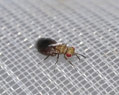 Tetrastichinae