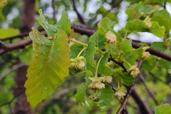 Nothofagus glauca