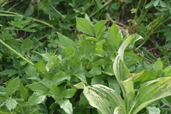 Valeriana sitchensis