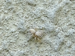Salticidae