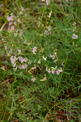 Astragalus miser