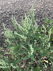 Chenopodium leptophyllum