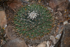 Mammillaria meiacantha