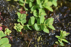 Hypericum scouleri
