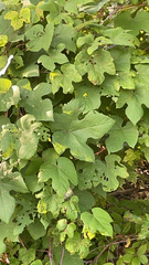 Vitis aestivalis