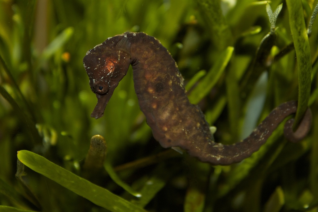 Knysna Seahorse