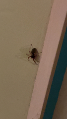 Trachelas tranquillus