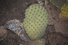 Opuntia rufida