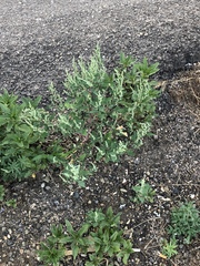 Chenopodium leptophyllum