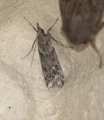 Eudonia angustea