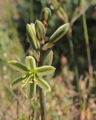 Albuca suaveolens