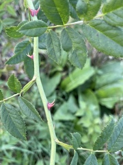 Rosa canina