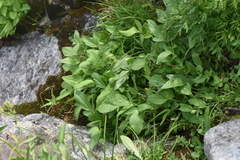 Valeriana sitchensis
